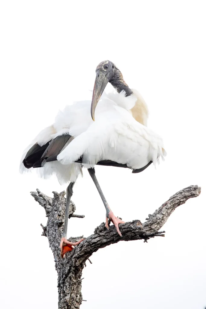 A wood stork perched on a branch preening its feathers.
