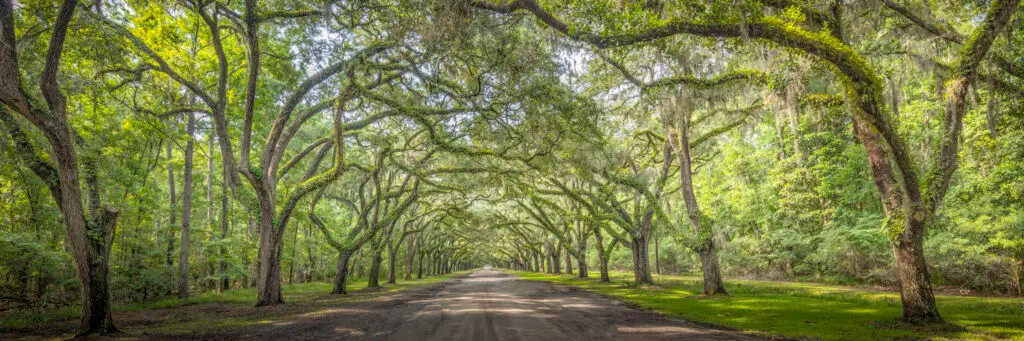 Lush tree-lined pathway in nature