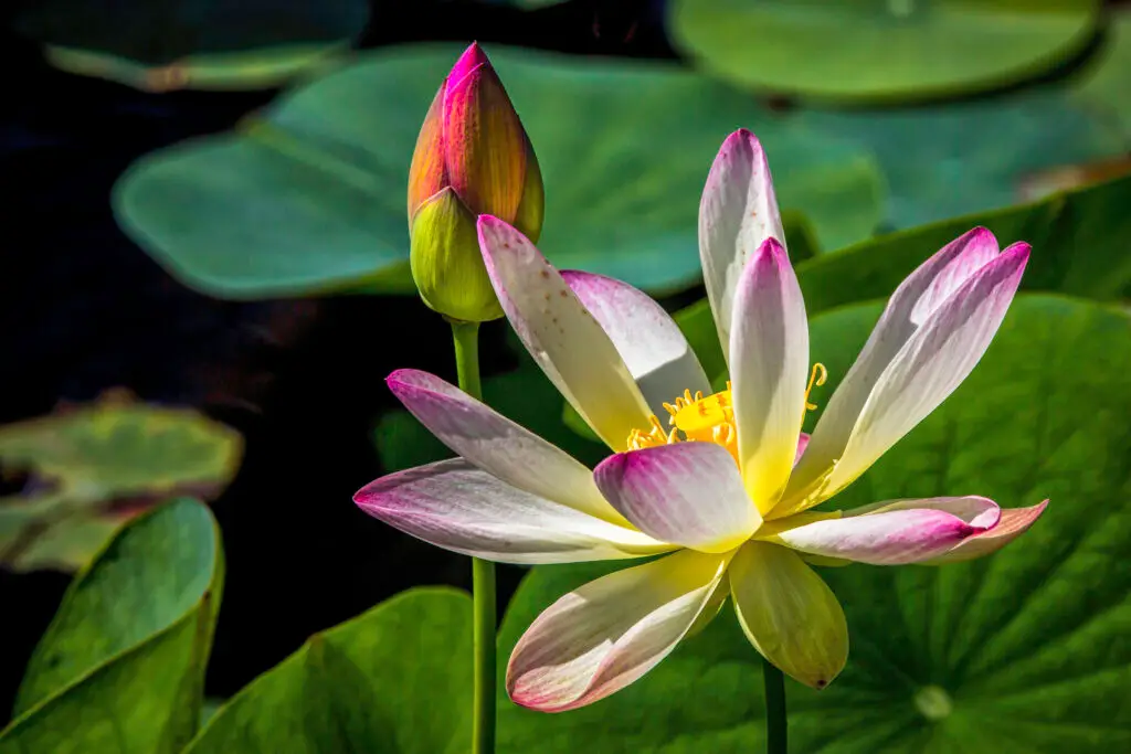 A blooming lotus flower with a bud and green leaves.