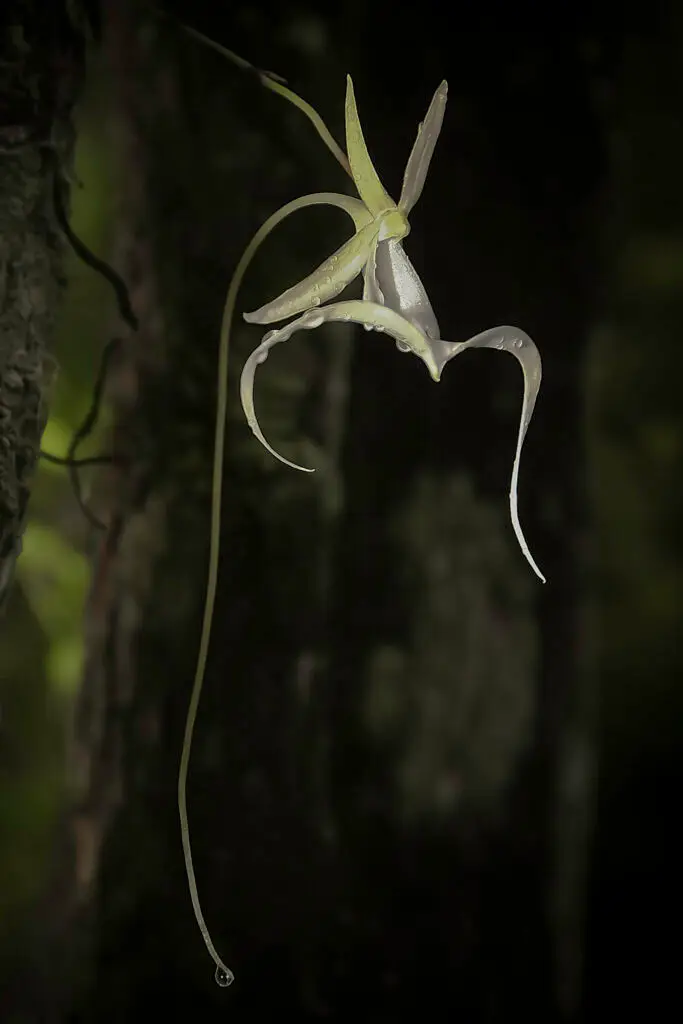 A white flower with long, curved petals hanging from a branch.