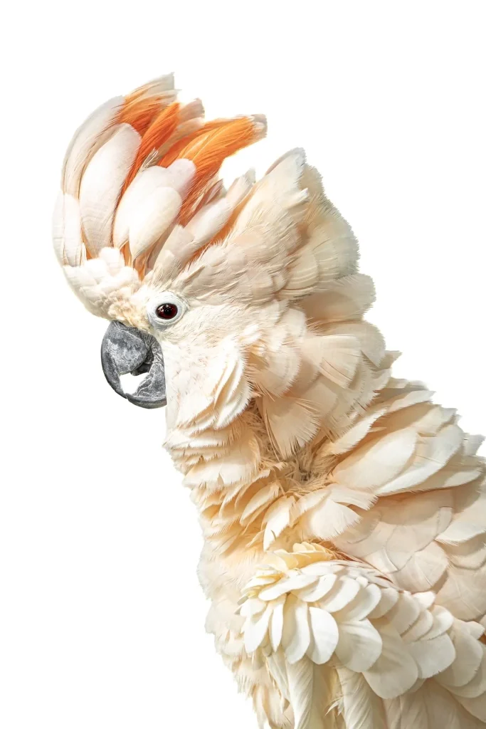 Cockatoo