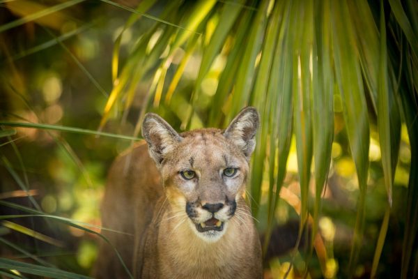 Florida Panther 5