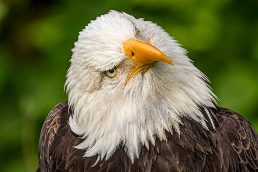 Close-up of a bald eagle's head with intense eyes and a sharp beak.