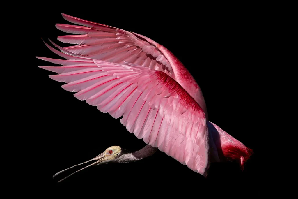 Pink bird in mid-flight against black