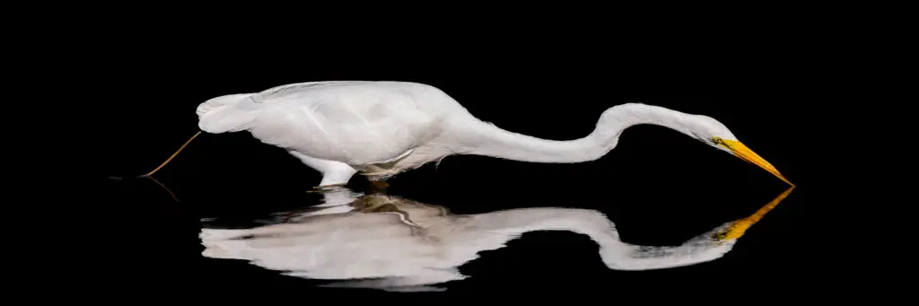 Great Egret reflection