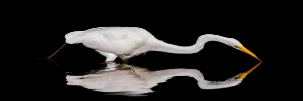 Great Egret reflection
