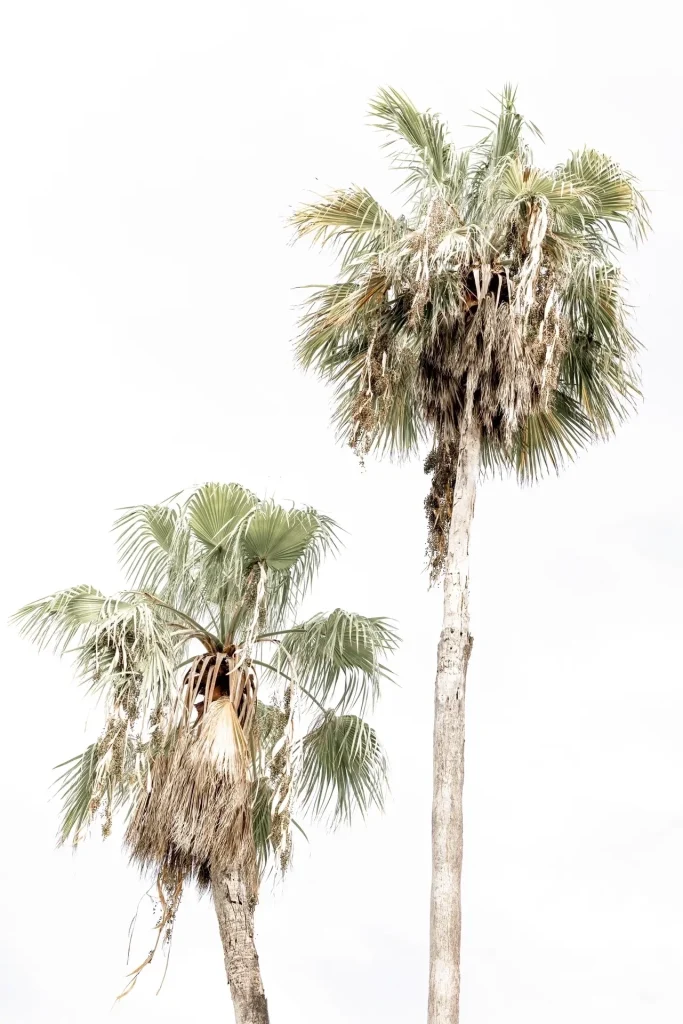 Cabbage Palm