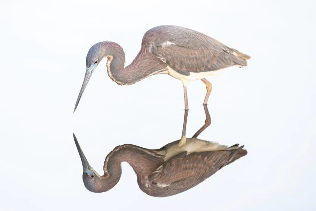 Tricolor Heron in water with reflection