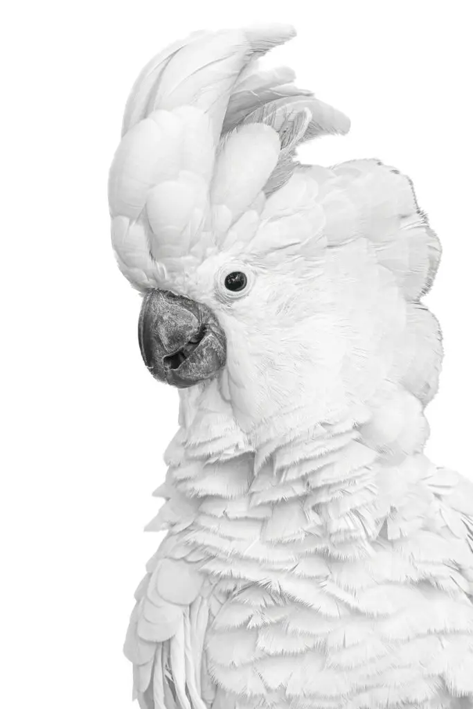 Cockatoo Portrait