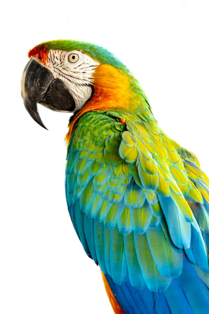 Parrot Portrait