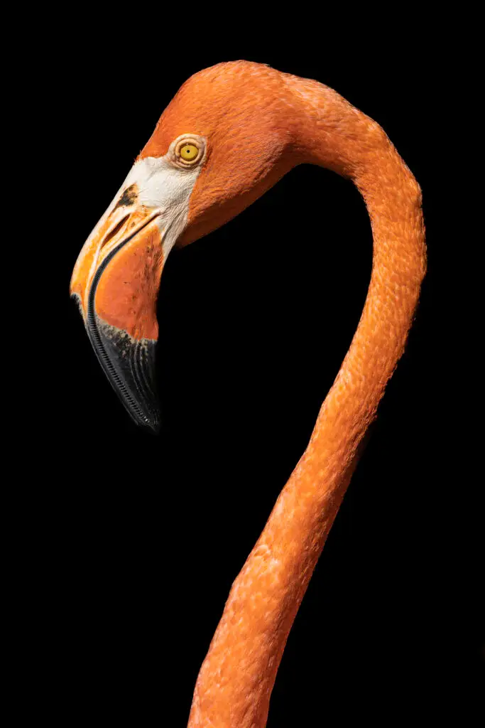 Flamingo Portrait