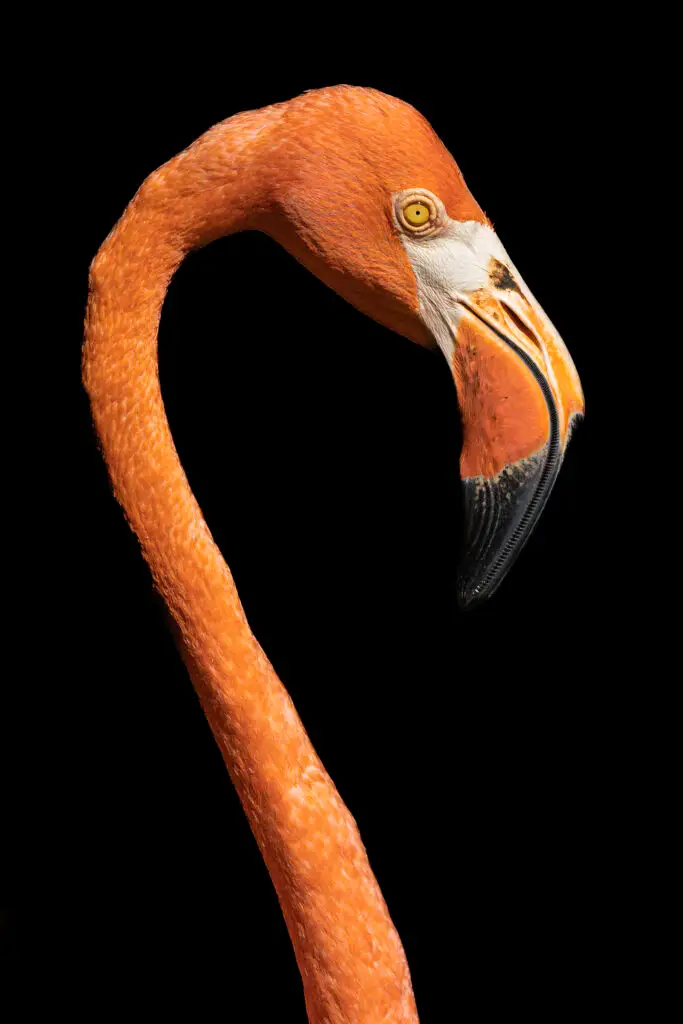 Flamingo Portrait