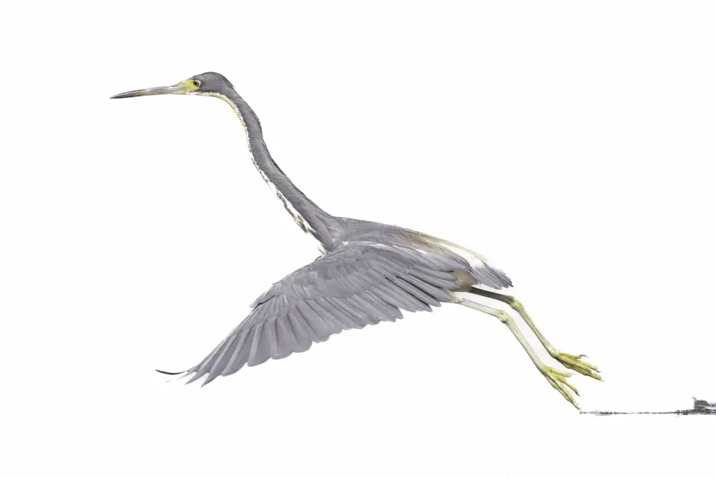 A gray heron in flight with wings spread wide.
