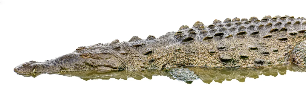 Crocodile resting in shallow water
