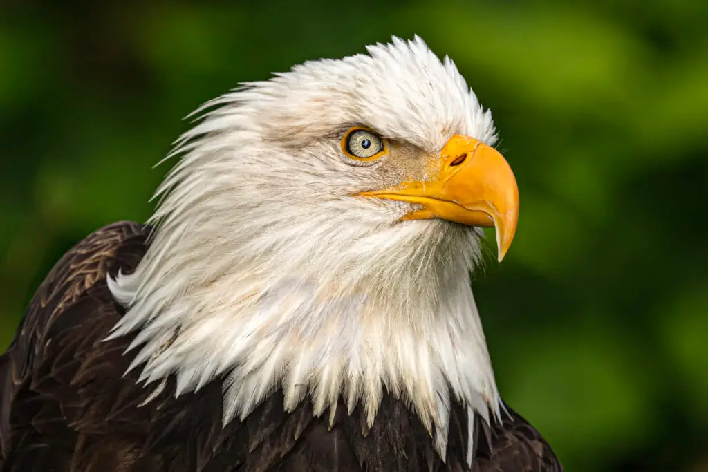 Close-up of a bald eagle's head showing its sharp eye and yellow beak.