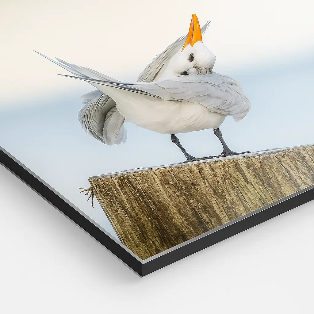 A seagull wearing a party hat stands on a broomstick.