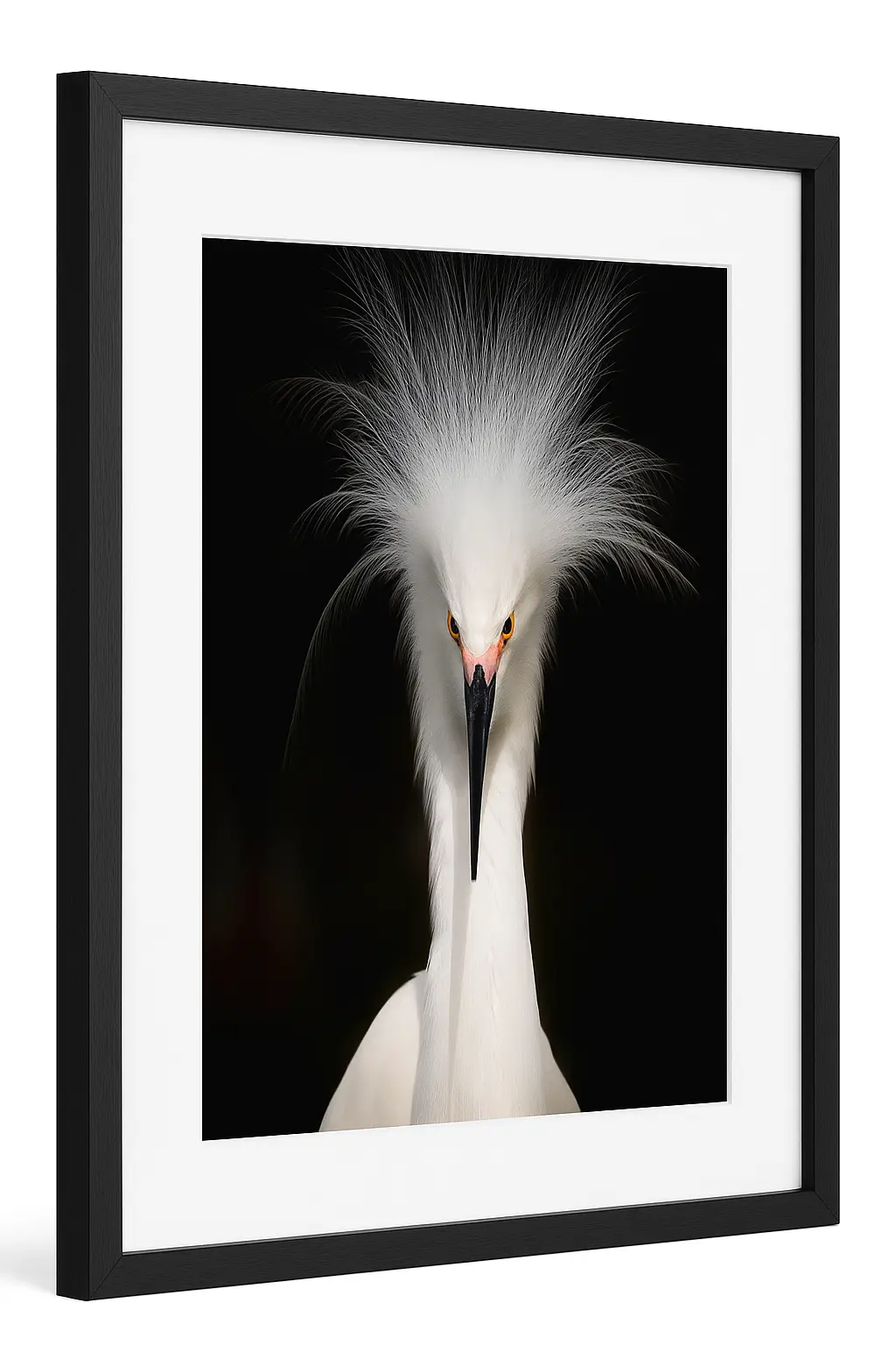 Close-up of a white bird with a striking feather crown on its head.