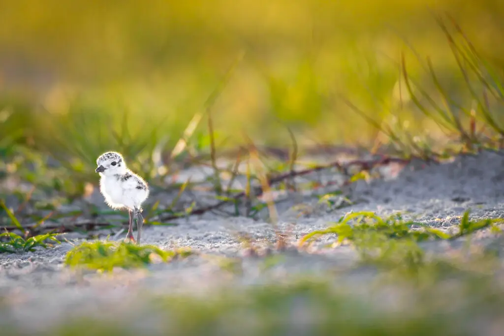 A small bird stands on the ground in a natural setting.