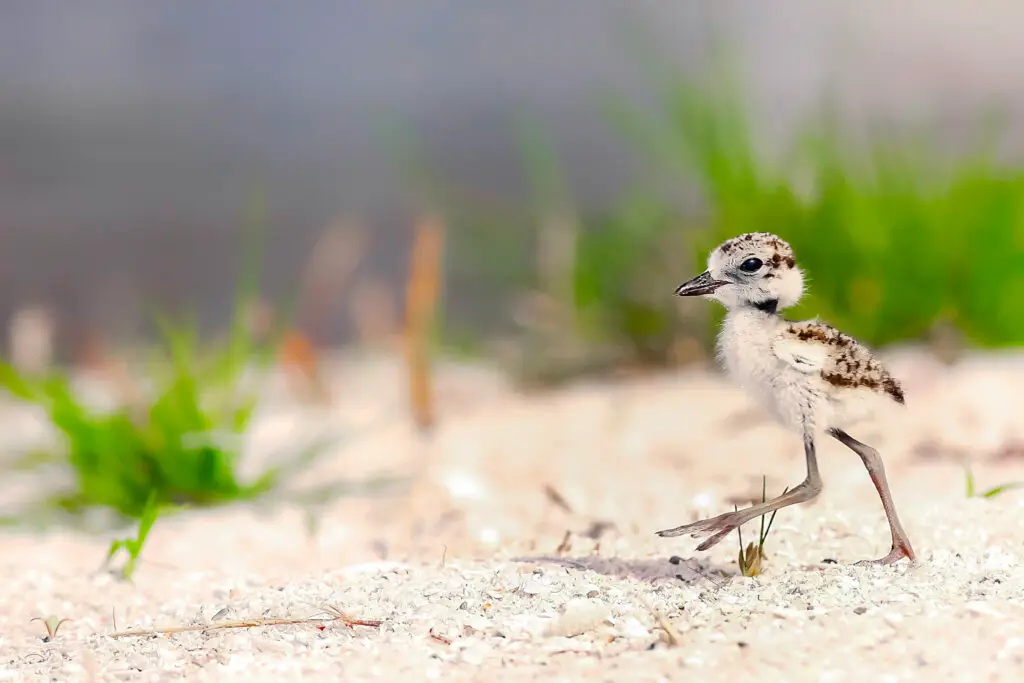 A small bird chick on sandy ground with green plants in the background.