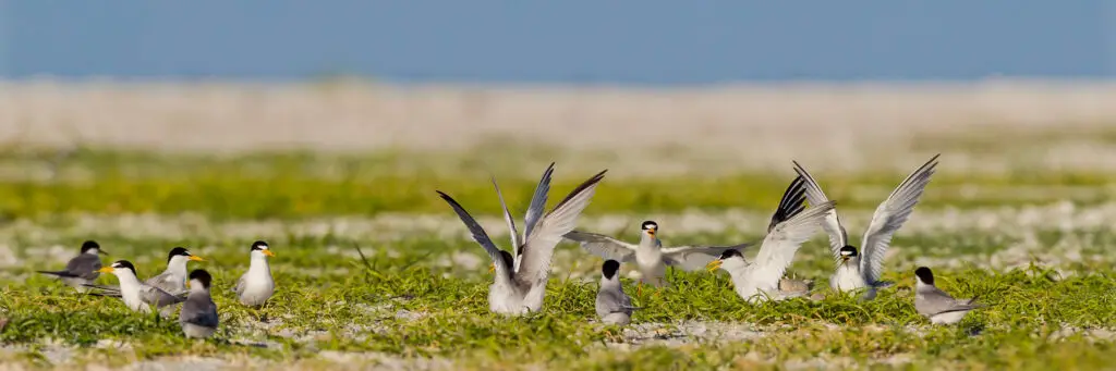 Two birds in a grassy field, one with wings spread.