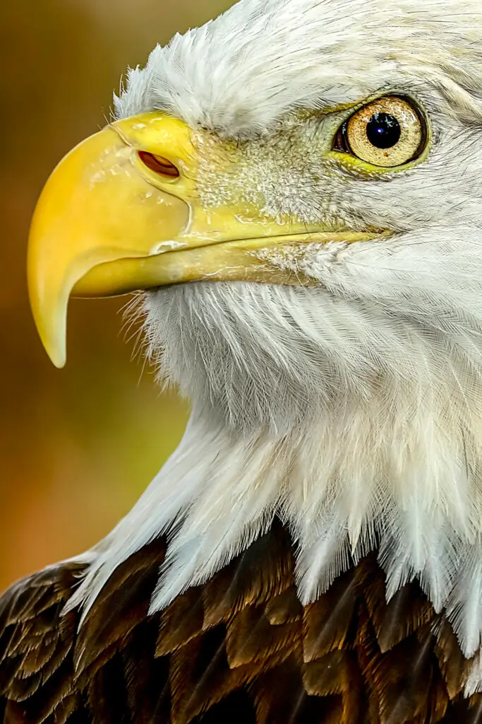 Close-up of a bald eagle