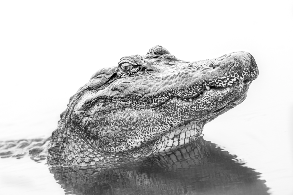 Alligator 24