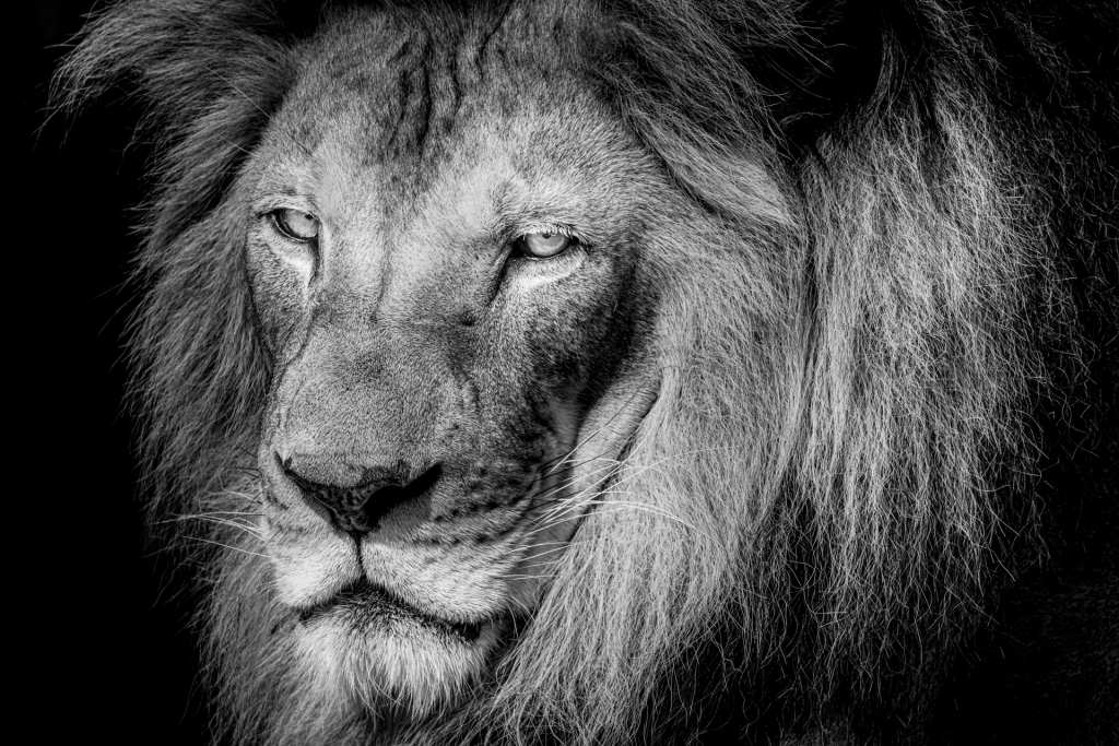 Lion 4