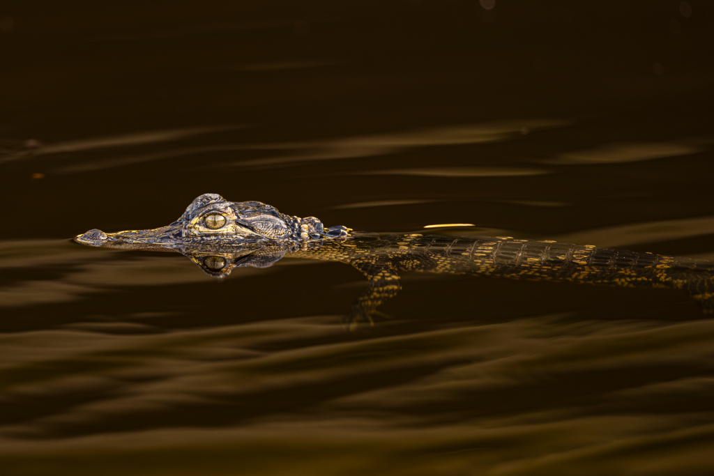 Alligator 25